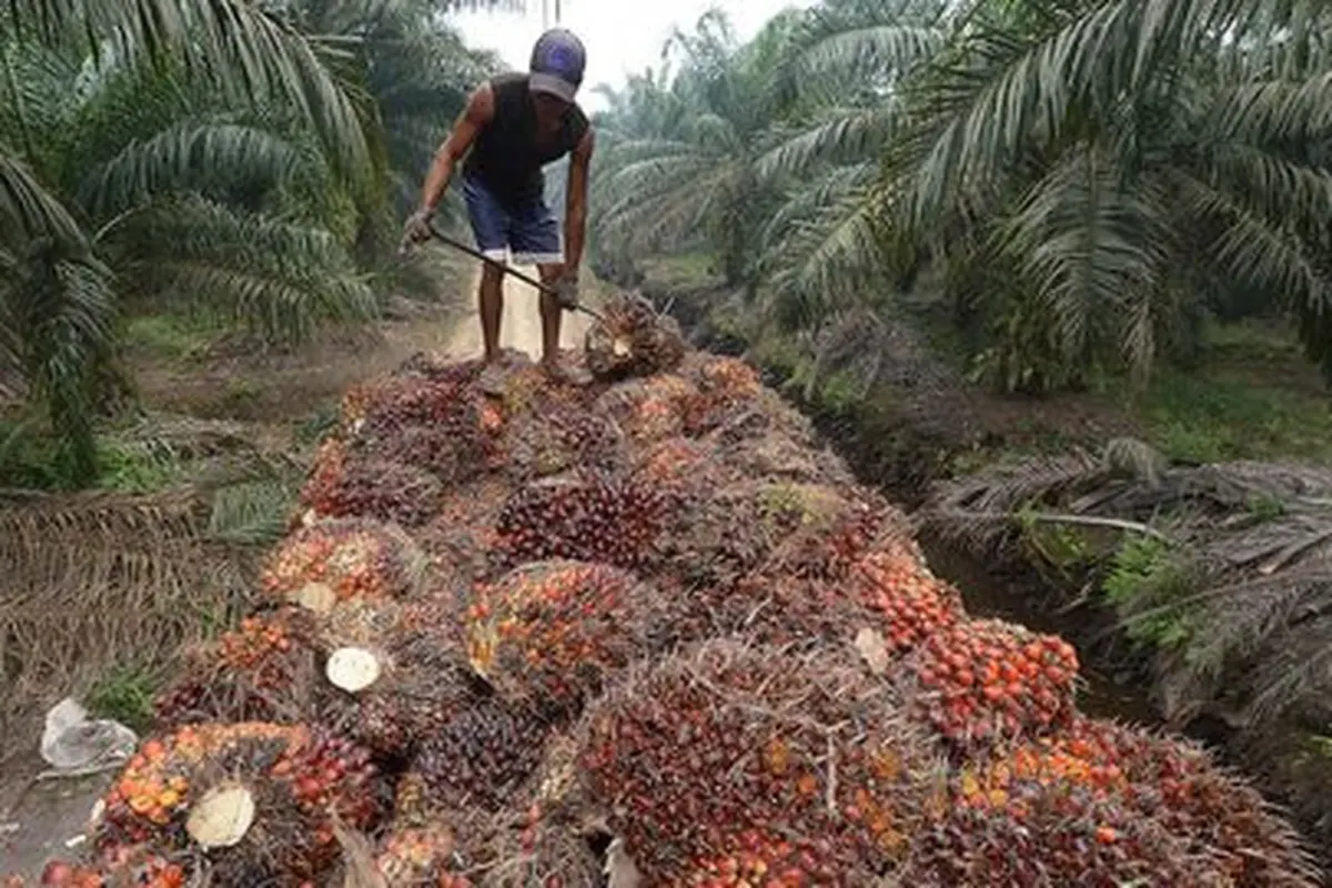 Petani kelapa sawit. ©AFP PHOTO/Adek Berry