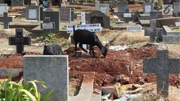 Kambing mencari makan di sekitar TPU Menteng Pulo, Jakarta, Selasa (9/10). Semakin berkurangnya lahan hijau menyebabkan peternak di Ibukota menggembalakan kambing tidak pada tempatnya. (Liputan6.com/Immanuel Antonius)