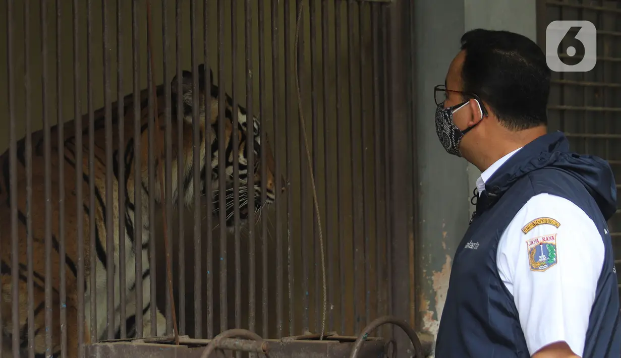 Gubernur DKI Jakarta Anies Baswedan meninjau salah satu Harimau Sumatera yang terpapar COVID-19 di Taman Margasatwa Ragunan (TMR), Jakarta, Minggu (1/8/2021). Kedua Harimau, Hari dan Tino akan memperoleh perawatan intensif hingga dinyatakan sehat secara medis. (merdeka.com/Herman Zakharia)