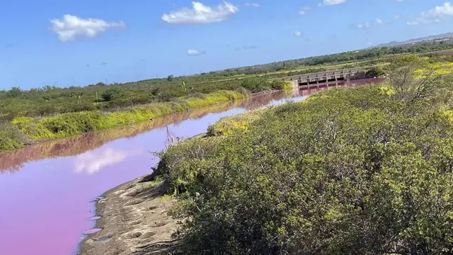 Danau Di Hawaii Berubah Jadi Pink