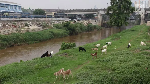 Peternak Kambing Manfaatkan Lahan Hijau Ibu Kota