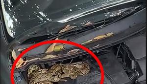 Viral evakuasi ular sanca dari kap mobil polisi (Sumber: TikTok/ajidifa)