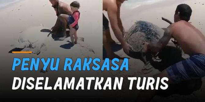 VIDEO: Terdampar di Pantai, Penyu Raksasa Diselamatkan Dua Orang Turis