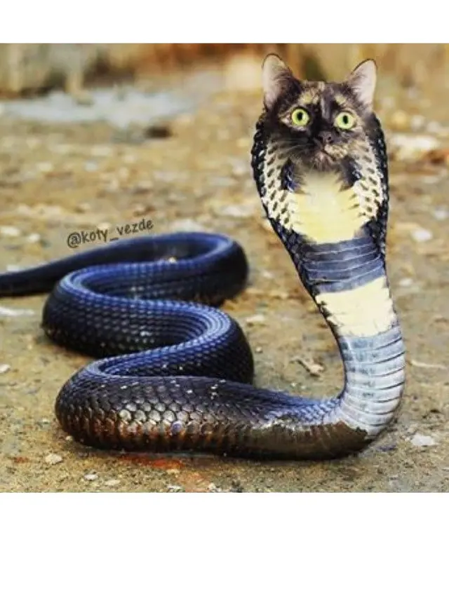 6 Editan Foto Ular Berkepala Kucing Ini Tampak Nyeleneh, Kocak