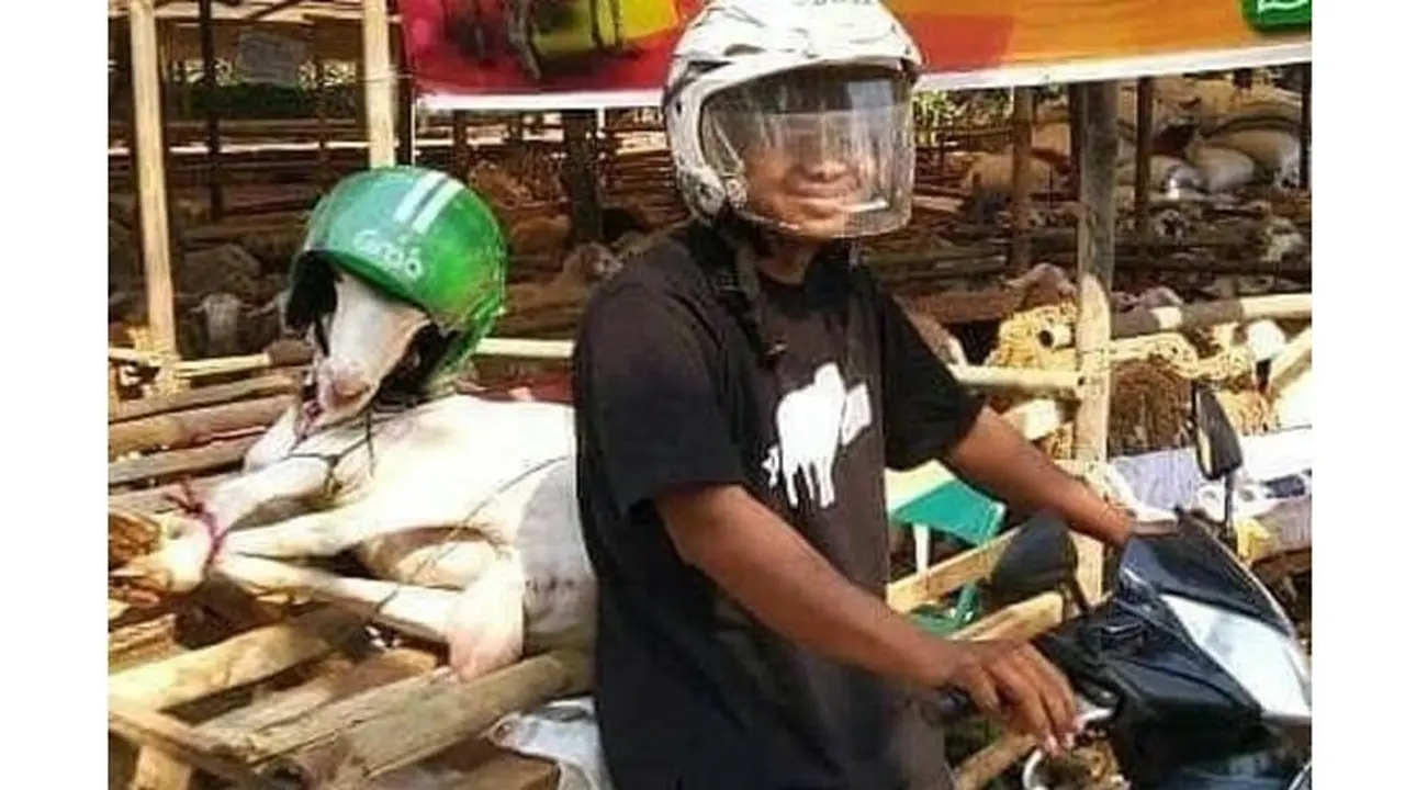 6 Kambing Pakai Helm Ini Curi Perhatian, Siap Diantar Ojek Online