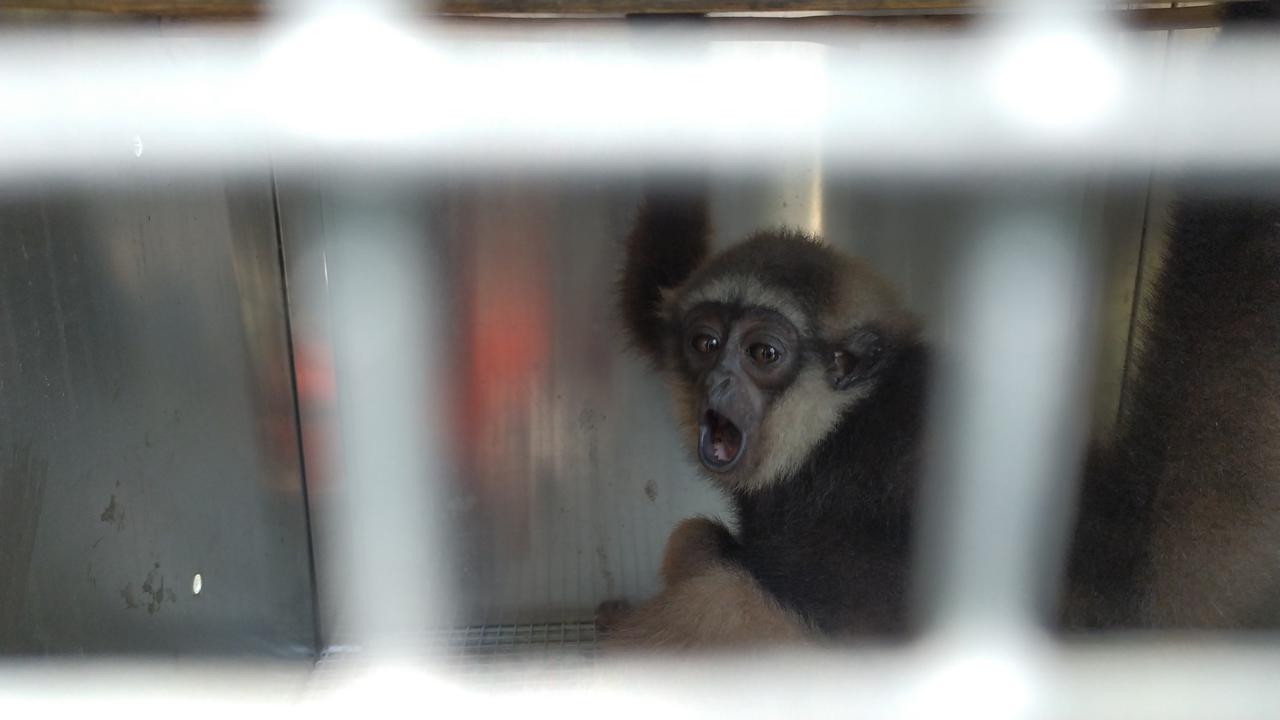Kera jenis owa saat dilakukan karantina oleh Balai Konservasi Sumber Daya Alam (BKSDA) Wilayah II Gorontalo (Arfandi/Liputan6.com)