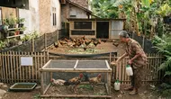 Cara Ternak Ayam Kampung di Halaman Rumah Tanpa Bangunan Permanen, 12 Langkah Strategis untuk Pemula