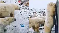 Beruang Kutub di Tumpukan Sampah (Sumber: Twitter/AleZ2016)