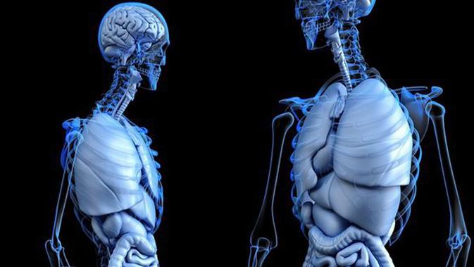 Download 82 Koleksi Gambar Ginjal Yang Mudah Digambar Keren Gratis
