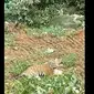 Seekor harimau terlihat menghalangi pekerja di kelbun kelapa sawit yang sedang membabat hutan. (Liputan6.com/ ist)