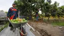 Hal tersebut bertujuan meningkatkan kesejahteraan para petani yang berada di wilayah penyangga PT Kilang Pertamina Internasional (KPI) Unit Balongan. (Liputan6.com/Angga Yuniar)