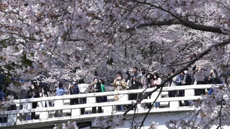 FOTO: Menikmati Keindahan Bunga Sakura Mekar di Korea Selatan