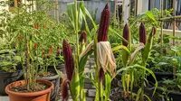 9 Cara Menanam Jagung Ketan Ungu di Pot, Panduan untuk Lahan Terbatas