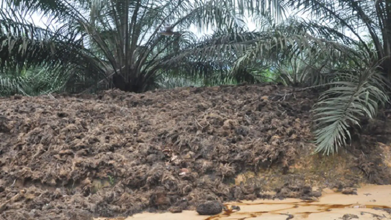 Kelapa Sawit