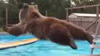 Si beruang juga ingin tetap sejuk di cuaca panas.
