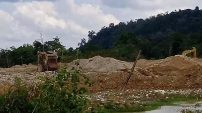 Nasib Hutan Lubuk Bedorong Dirongrong Penambang Emas Ilegal Regional Liputan6 Com