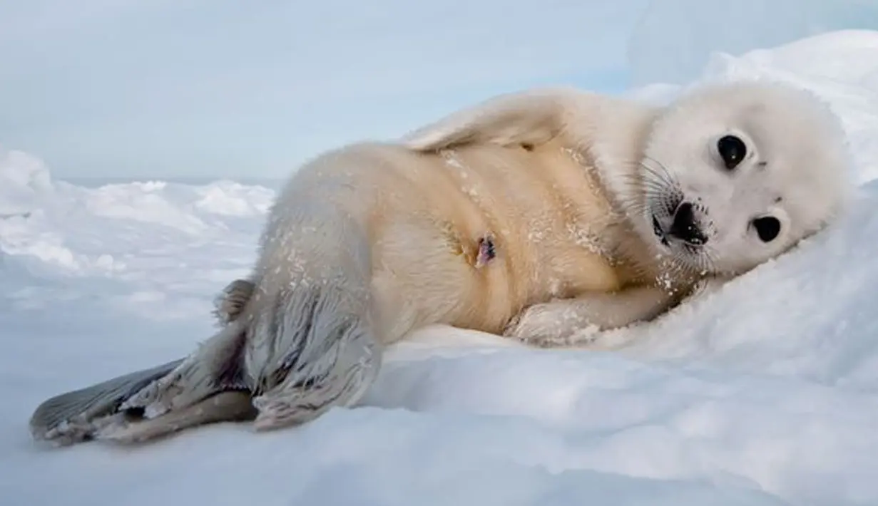 Coba lihat pose anjing laut berwarna putih ini! Masih mau bilang mamalia ini kurang imut ? (mirror.co.uk)