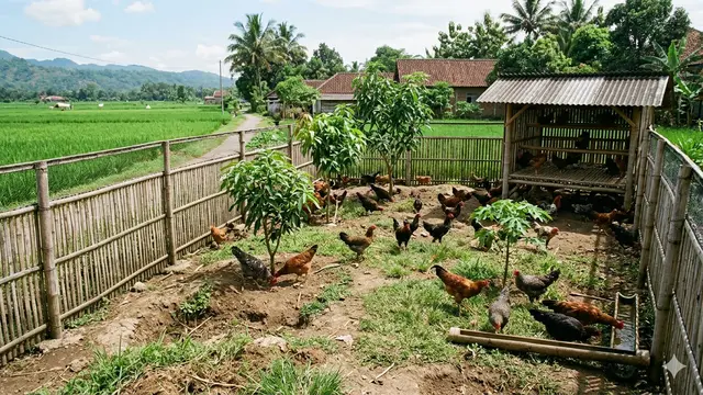 Model Kebun Ayam Umbaran Efisien.