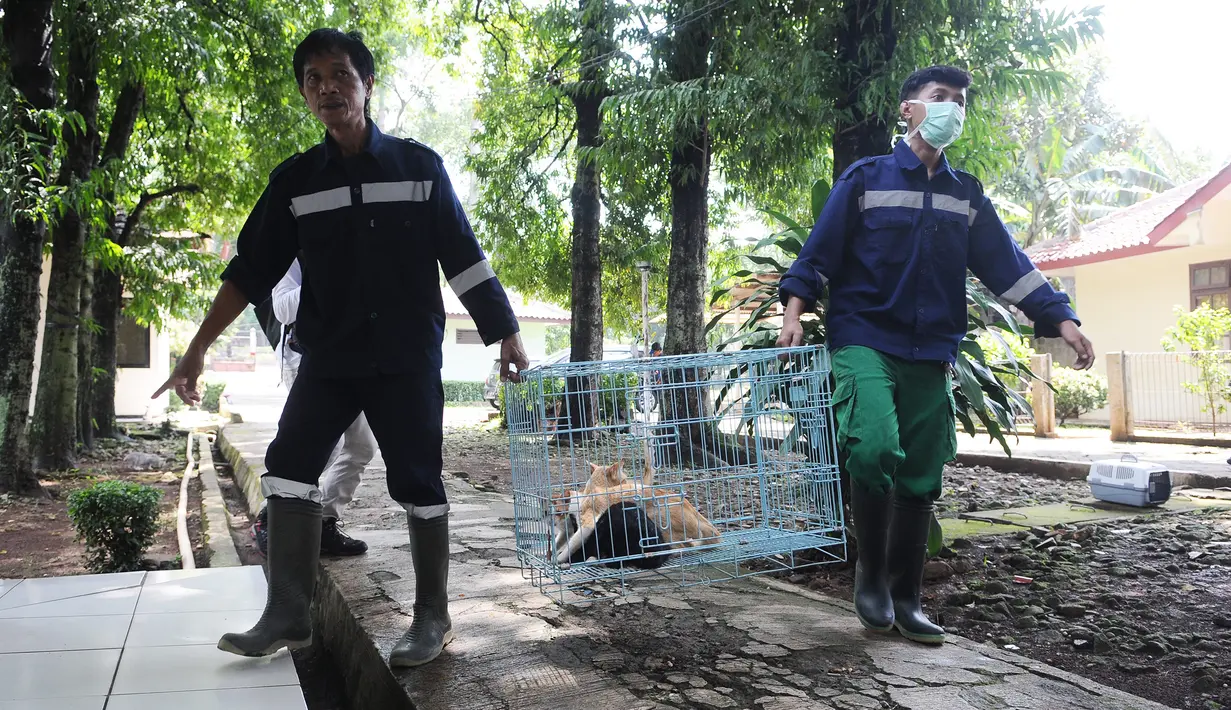Petugas membawa kucing untuk disterilisasi dan vaksinasi di pusat kesehatan hewan (Puskeswan), Jakarta, Kamis (10/1). Kucing yang belum siap diadopsi tersebut masih dalam proses vaksinasi dan sterilisasi. (Liputan6.com/Herman Zakharia)