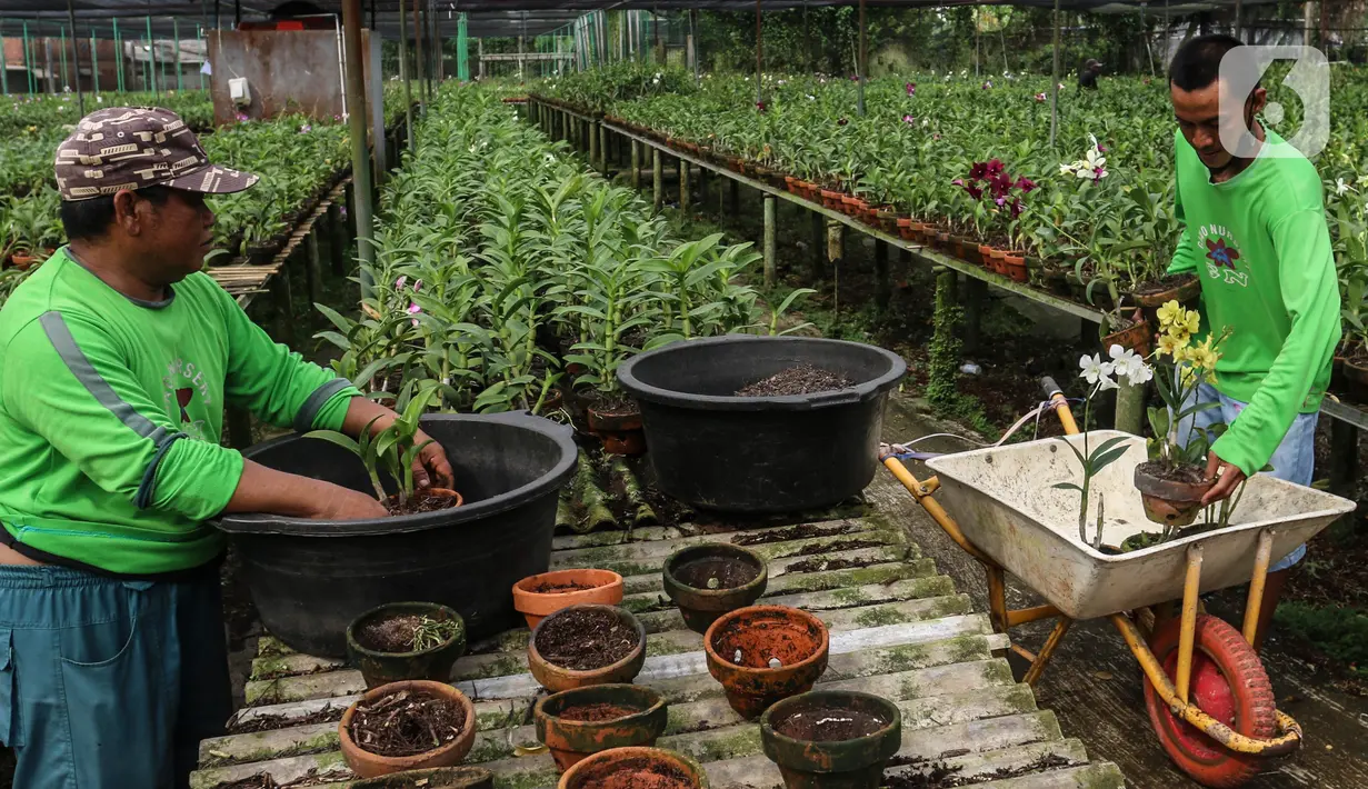 Pekerja menyortir pohon Angrek Jenis Dendrodium yang sudah berbunga untuk dipasarkan di tempat pengembangan anggrek Gino Nursery, Kaliurang, Bogor, Selasa (4/1/2021).  Anggrek yang sudah berbunga siap dijual melalui online maupun offline  (Liputan6.com/Johan Tallo)