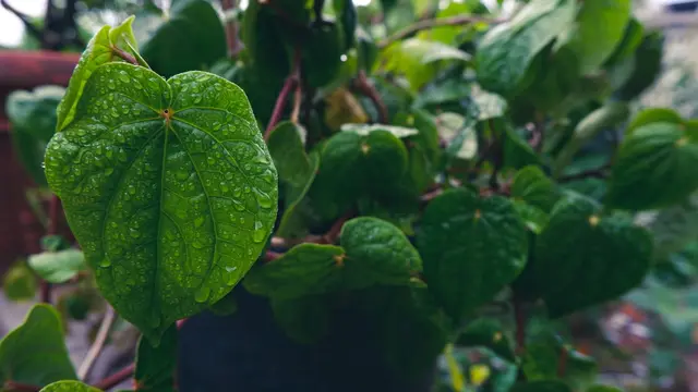Bongkar 4 Khasiat Baik dari Daun Sirih untuk Kesehatan Tubuh, Apa Saja Ya?