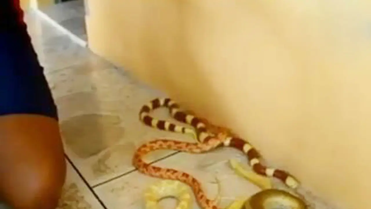  Ternak Ular Hias 