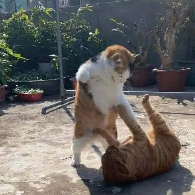 8 Potret Nyeleneh Kucing Tampil Berotot Ini Bikin Tepuk Jidat