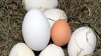 8 Manfaat Telur Angsa yang Jarang Diketahui