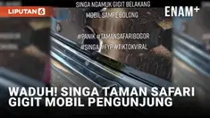Ngeri! Singa Gigit Mobil Pengunjung Taman Safari Hingga Bolong