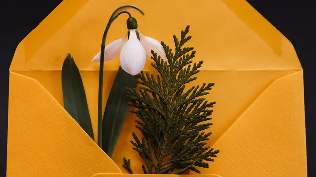 Bunga Snowdrop