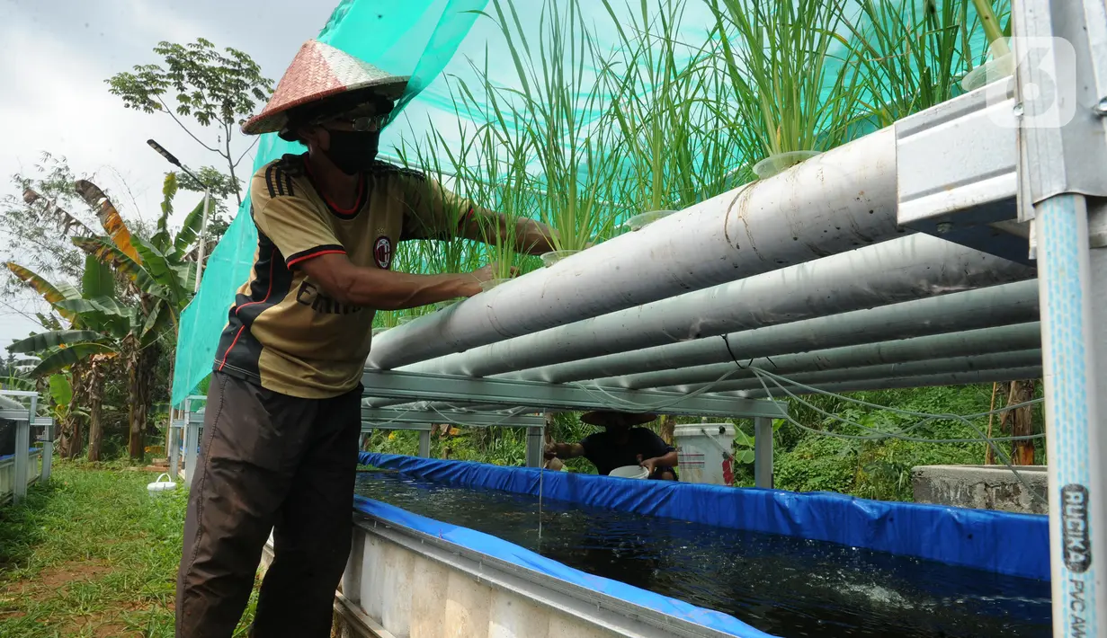 Warga merawat tanaman padi IR 64 dengan menerapkan teknologi hidroganik di RW 012, Pengasinan, Depok, Jawa Barat, Senin (15/2/2021). Warga Kompleks Perumahan Bumi Sawangan Indah secara swadaya mengembangkan tanaman padi dengan teknologi hidroganik sejak bulan Oktober. (merdeka.com/Arie Basuki)