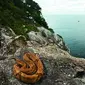 Ilha da Queimada Grande, Pulau Ular yang Misterius