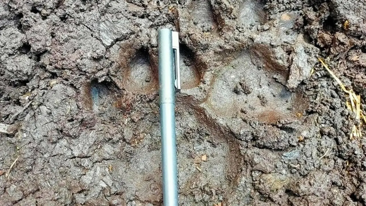Jejak harimau sumatra yang ditemukan BBKSDA Riau di Desa Teluk Lanus, Kabupaten Siak.