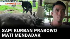 Sapi kurban milik Presiden Prabowo Subianto di Kabupaten Polewali Mandar, Sulawesi Barat, mendadak mati sebelum dikurbankan pada hari raya Iduladha mendatang. Sapi berbobot lebih dari satu ton itu diduga mati akibat keracunan.