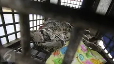 Seekor anak harimau dahan diamankan dari pelaku berinisial AM di Polda Metro Jaya, Jakarta, Selasa (4/4). AM ditangkap petugas karena telah memelihara anak orangutan, harimau dahan dan beruang madu di rumahnya tanpa izin. (Liputan6.com/ Immanuel Antonius)