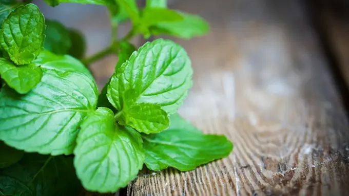 Foto: copyright thinkstockphotos.com
