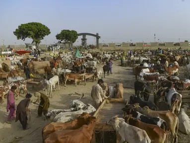 Pemandangan umum pasar ternak menjelang festival Muslim Idul Adha, di pinggiran Karachi pada 19 Juni 2023. (AFP/Asif Hassan)