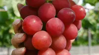 Anggur Ruby Romawi di Jepang. (Sumber: Asiaone)