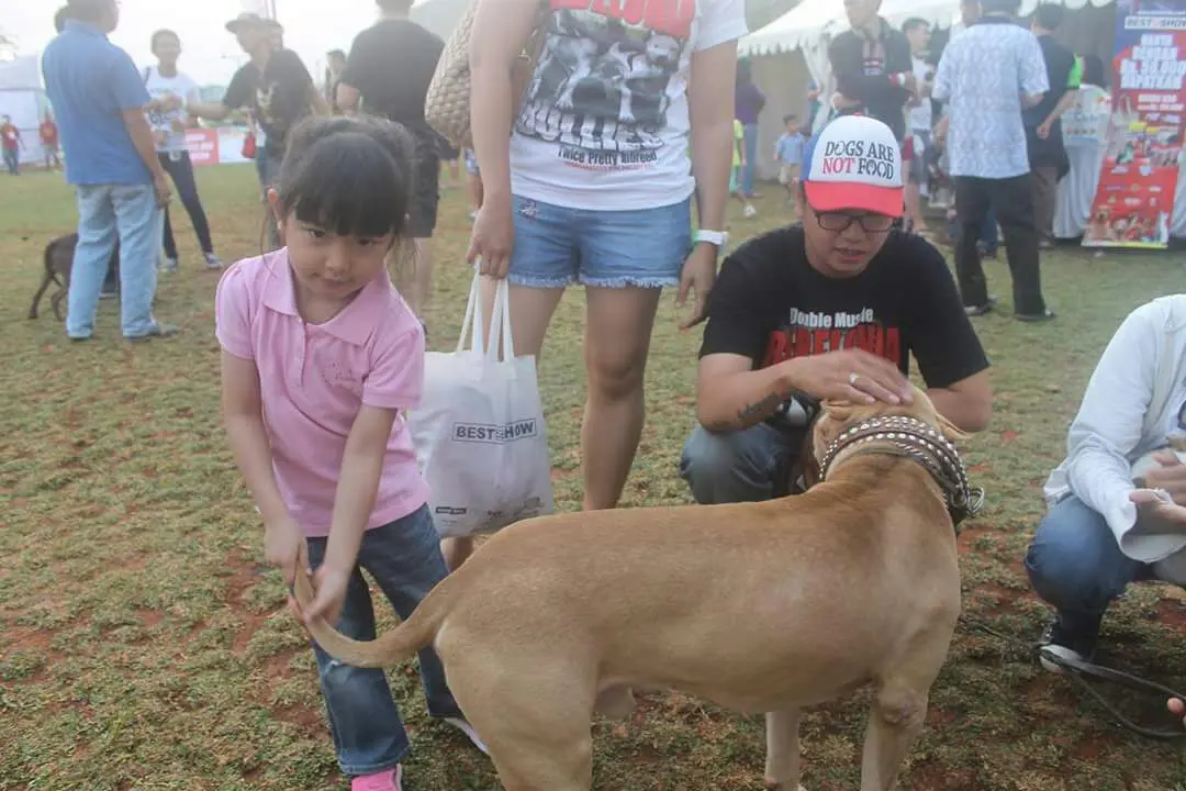 Potret Menggemaskan Anjing Pitbull yang Bersahabat dengan Manusia. (Foto: Pitbull Lovers Indonesia)