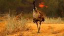 Seekor burung emu dengan luka bakar terlihat kebingungan saat kebakaran melanda California, Amerika Serikat, Senin (20/6). Kebakaran yang terjadi di California disebabkan suhu tinggi dan musim kering yang berkepanjangan. (REUTERS/Mike Blake)