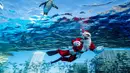Pertunjukan itu dilakukan sebagai persiapan acara spesial Natal mendatang. Tampak dalam foto, seorang penyelam berkostum Sinterklas berenang bersama seekor penguin di Akuarium Sunshine dalam persiapan untuk acara spesial Natal mendatang di Tokyo pada 1 Desember 2025. (Kazuhiro NOGI/AFP)