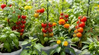 Tips Membuat Kebun Buah Mini Memakai Varietas Dwarf, Panen Segar di Lahan Terbatas