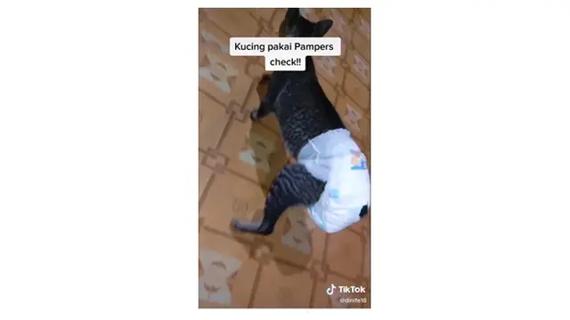 Viral Video Kucing Pakai Pampers karena Diare, Cara Jalannya Bikin Ngakak
