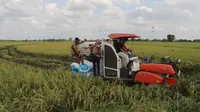 Panen Perdana di Pulang Pisau, Bulog Kalteng Terjunkan Tim Jemput Gabah