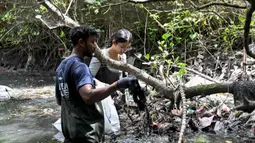 Sampah tersangkut di akar, mengakibatkan bibit sulit tumbuh dan berisiko kematian pada mangrove. Tampak dalam foto, warga membersihkan sampah plastik di area hutan bakau sebagai bagian dari kampanye kebersihan di Desa Serangan, Denpasar, Bali, pada Rabu 15 April 2026. (SONNY TUMBELAKA/AFP)
