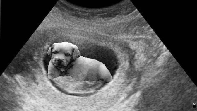 prank kehamilan hailey baldwin bikin resah, justin bieber minta maaf