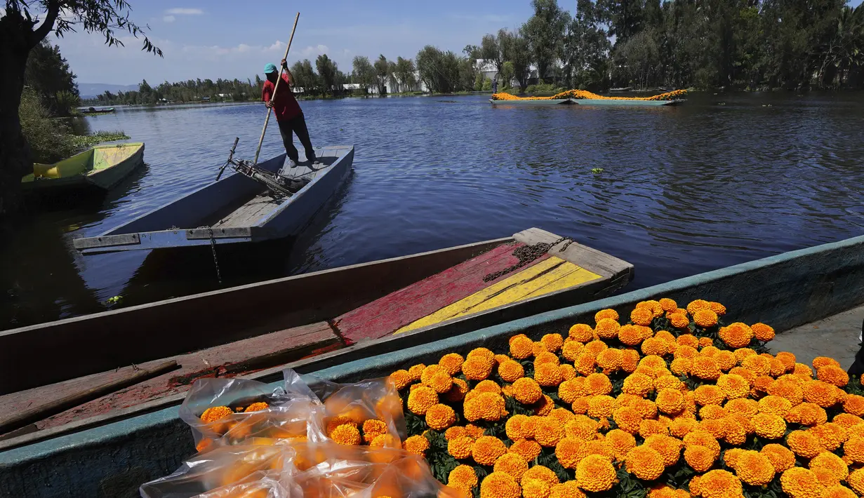Pekerja mengangkut Marigold dengan perahu melalui Kanal Xochimilco di pinggiran Mexico City, Meksiko, 13 Oktober 2021. Di Meksiko, Marigold juga dikenal sebagai cempasúchil atau bunga kematian dan digunakan pada perayaan Day of the Dead atau Hari Kematian setiap 2 November. (AP Photo/Marco Ugarte)