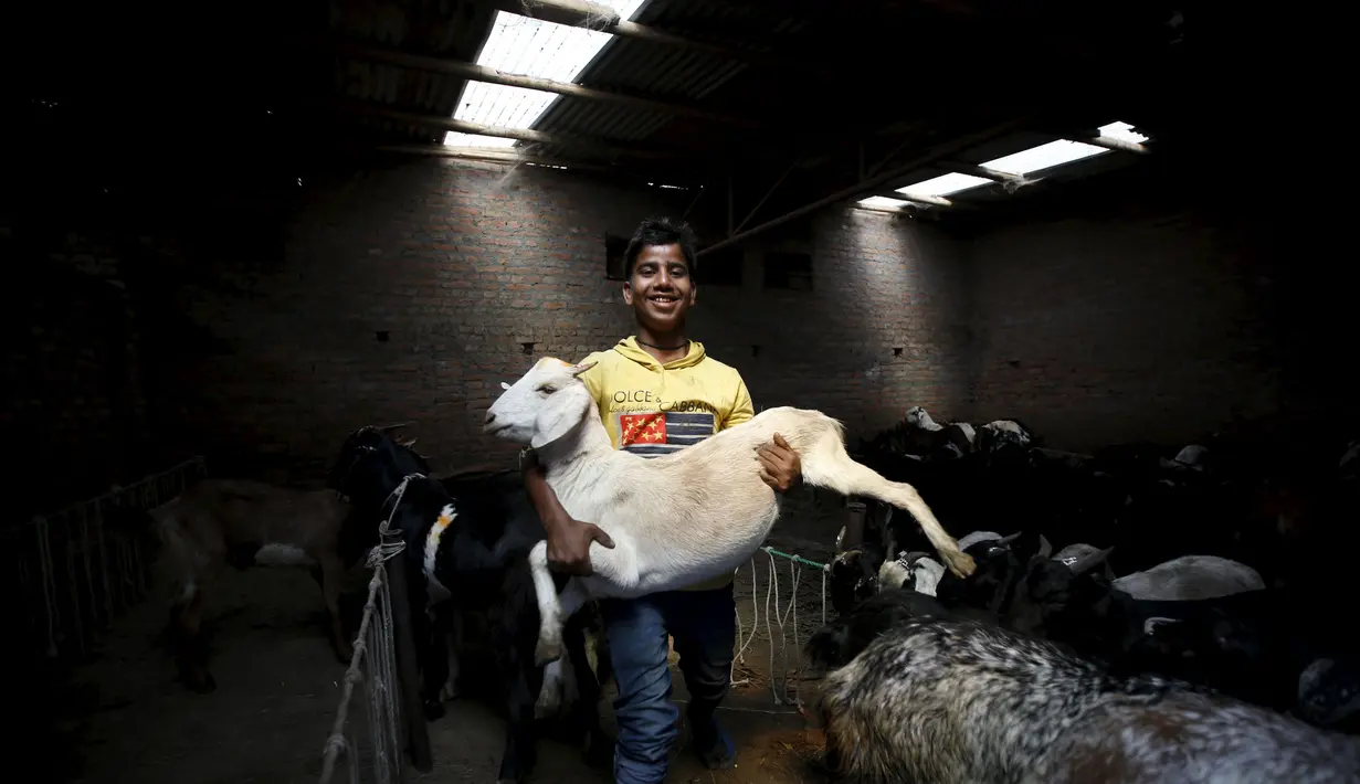 Seorang anak menggendong seekor kambing dari kandangnya untuk dijual di disebuah pasar ternak di Kathmandu, Nepal, Kamis (15/10/2015).  Warga Hindu Nepal saat ini sedang merayakan festival keagamaan. (REUTERS/Navesh Chitrakar)