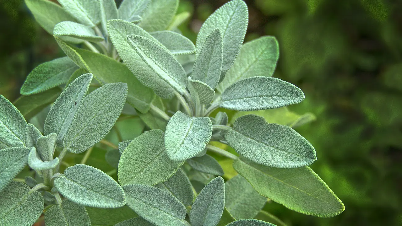 sage
