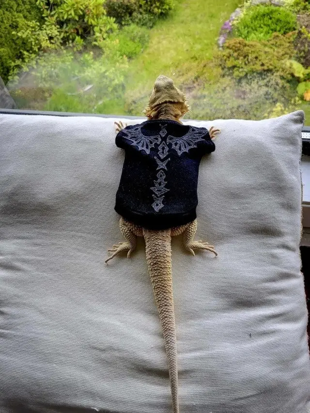 Kostum Lucu Iguana